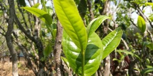 2021年梅子箐古树茶批发价格与口感特点