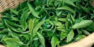 2021年曼秀古树茶，易武的超级黑马