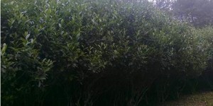 陈财制茶：我们是如何茶厂选址的