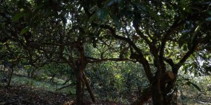 勐腊县曼松古茶厂