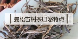 2020年曼松古树茶特点