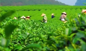 2021年贵州石阡苔茶春茶价格是多少？