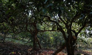 勐腊县曼松古茶厂