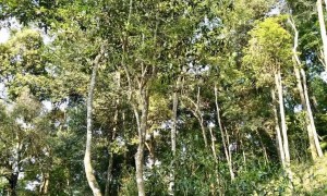 你喝不出来的“高杆古树”或许就是一个伪概念、伪命题