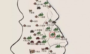 易武白茶园——白茶古树