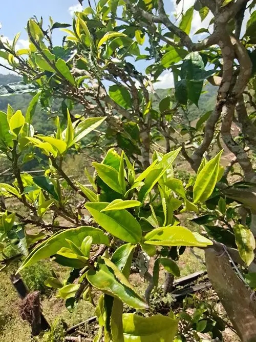 2022年镇沅砍盆箐古树春茶特点？