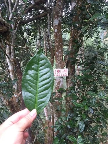2022年薄荷塘古树春茶价格？